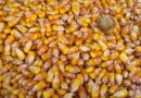 Rabi National Conference 2020 sets target of 301 million tonnes of food grains production for 2020-2021