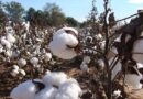 Procurement of Cotton for the season 2020-21 to commence from 1st October 2020