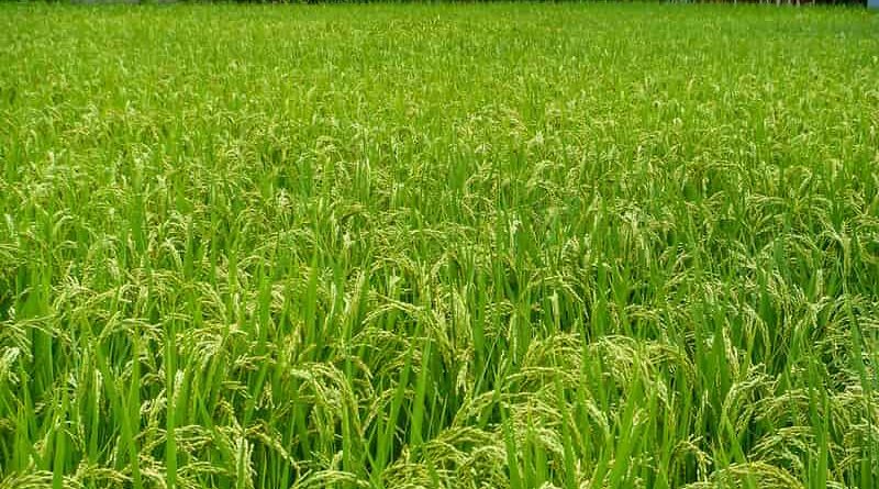 Punjab starts paddy procurement from today at Rajpura Grain Market