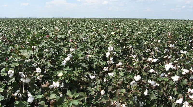 Haryana to start cotton procurement from 1st October through CCI
