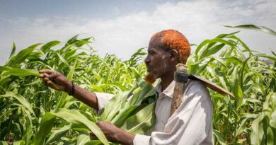 Global food prices rise in August: FAO