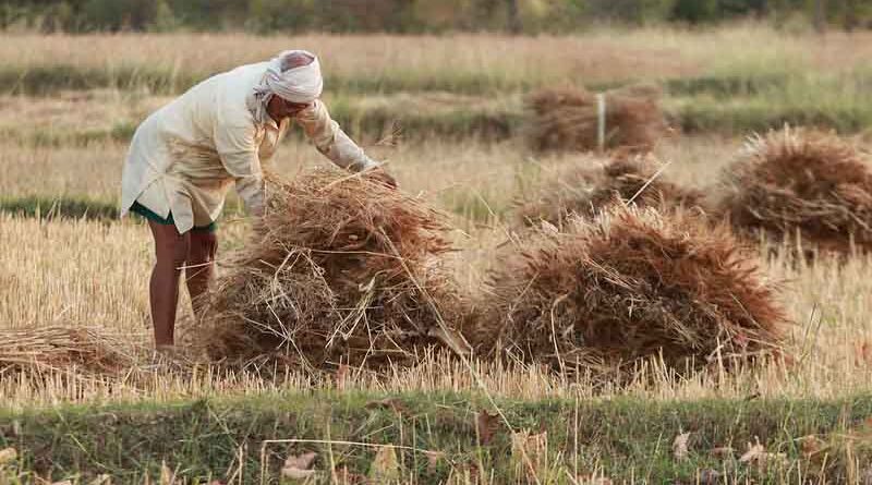 Nodal officers to be appointed at village level to combat stubble burning in Punjab