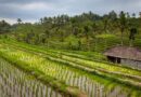 Vietnam rice in the global market