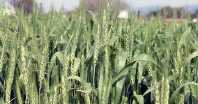 Government declares Minimum Support Prices (MSP) for Rabi Crops for marketing season 2021-22