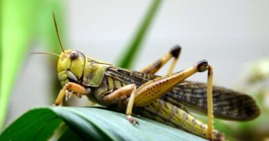 Damage to Crops due to Locust Attack in India