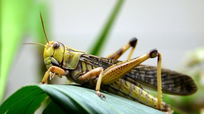 Damage to Crops due to Locust Attack in India