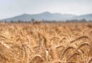 Massive-scale genomic study reveals wheat diversity for crop improvement