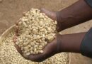 Building the post COVID-19 resilience for Africa’s coffee sector