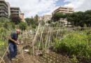 FAO launches Green Cities Initiative to help transform agri-food systems