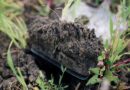 Unlocking gypsum’s soil health benefits: Agrovista