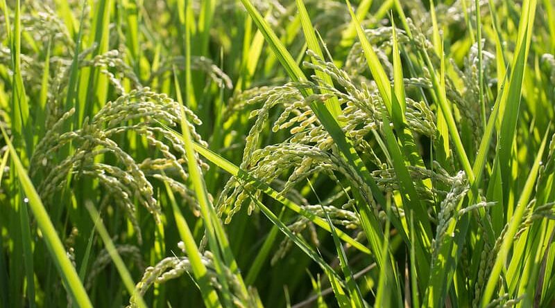 Haryana Government increases the number Of mandis for the Kharif 2020 crop procurement