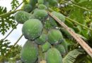 Radio campaign to help Kenya’s smallholder farmers fight back papaya mealybug