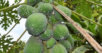Radio campaign to help Kenya’s smallholder farmers fight back  papaya mealybug