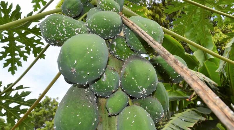 Radio campaign to help Kenya’s smallholder farmers fight back papaya mealybug