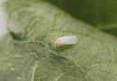 Applaud Insecticide now registered for Silverleaf whitefly