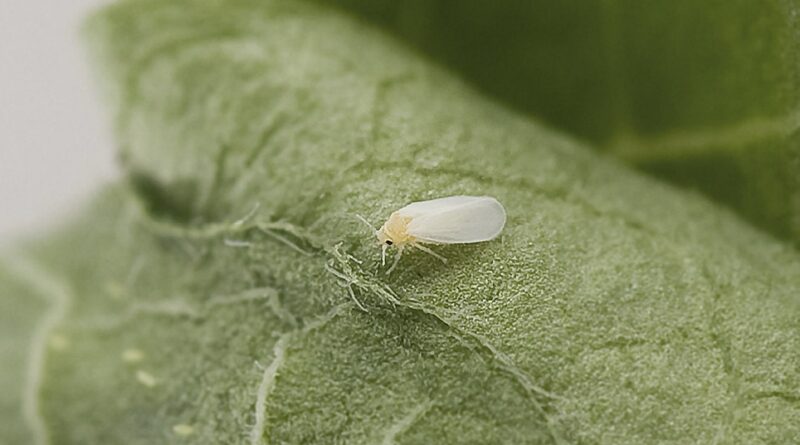 Applaud Insecticide now registered for Silverleaf whitefly