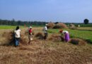 Ongoing Kharif crop procurement in Haryana