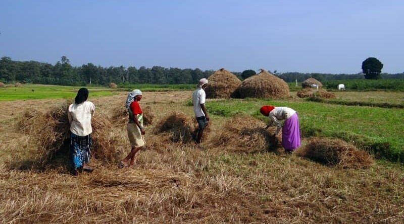 Ongoing Kharif crop procurement in Haryana