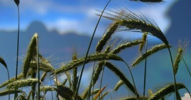 Wheat experts of PAU issue advisory for farmers