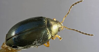CABI works in partnership to find effective biopesticide to fight devastating Cabbage Stem Flea Beetle