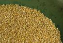 Haryana CM assures farmers of 100 percent millet procurement