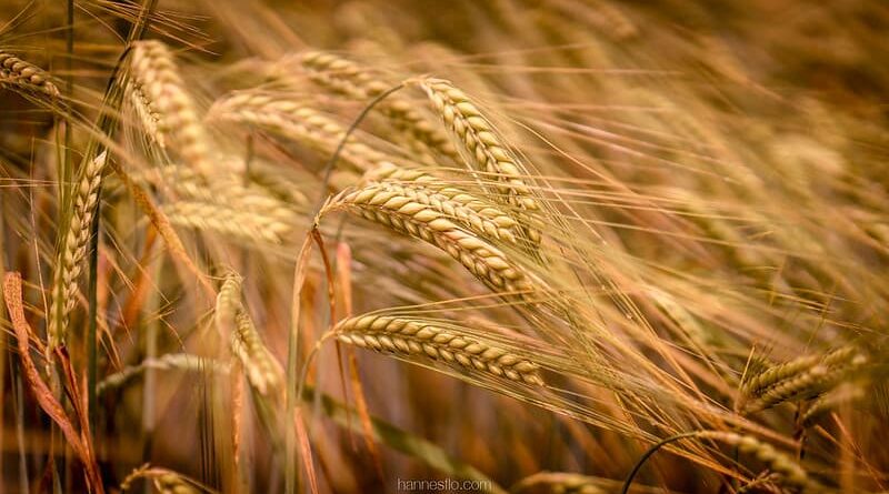 Punjab CM approves wheat seed policy to provide subsidised certified seed to farmers