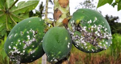 New research maps potential global spread of devastating papaya mealybug pest
