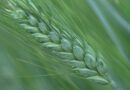 Landmark study generates genomic atlas for global wheat improvement