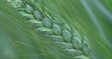 Landmark study generates genomic atlas for global wheat improvement