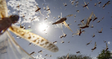 Locust control campaign covers millions of hectares, but the voracious pest is still a threat in East Africa