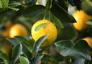 CABI shares expertise on how to tackle citrus greening disease in the Caribbean
