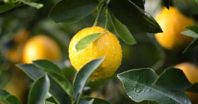 CABI shares expertise on how to tackle citrus greening disease in the Caribbean