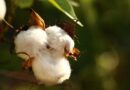 Record arrival of 13 lakh quintal cotton in Punjab mandis so far