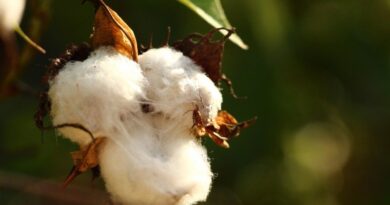 Record arrival of 13 lakh quintal cotton in Punjab mandis so far