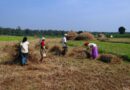 Paddy procurement in India to cross 300 LMT
