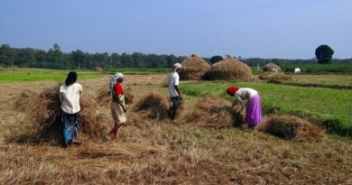 Paddy procurement in India to cross 300 LMT