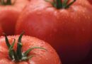 Syngenta to introduce first commercial ToBRFV resistant tomato variety
