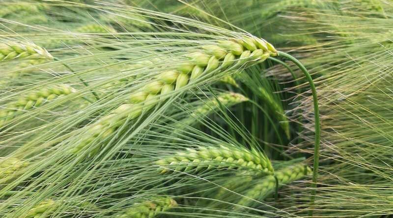 Brace Of Syngenta Hybrid Barleys Added To Latest AHDB Recommended List