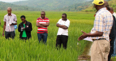 New research project to develop salt- and flood-tolerant rice for Africa within five years