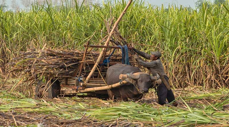 Cabinet approves Rs. 3,500 crore for sugarcane farmers