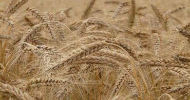 Pau Holds Brainstorming Session On Combating Rusts And Karnal Bunt Of Wheat