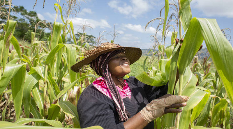 FAO moves to scale up response to Fall Armyworm as pest continues to spread