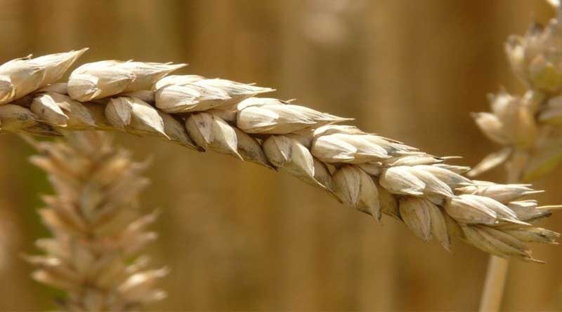 The University Has Developed A New Variety Of Wheat WH 1270