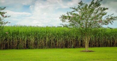 No SAP yet: UP’s sugarcane farmers unhappy
