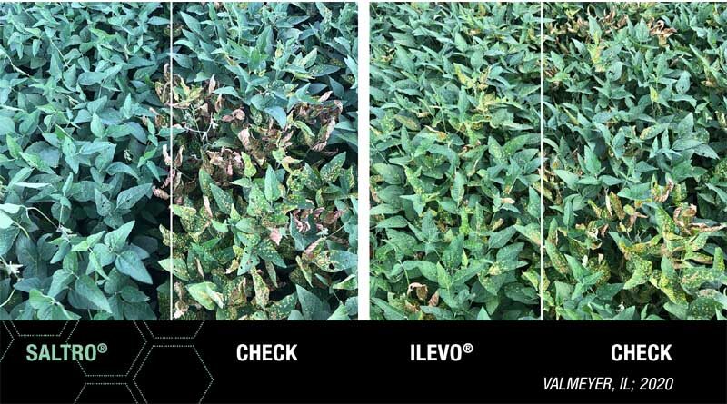 Saltro Fungicide Seed Treatment From Syngenta Proves Strong First Year Impact