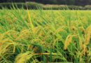 Belgium supports Vietnam in sustainable rice production
