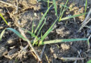 Spot wild oats for spring action