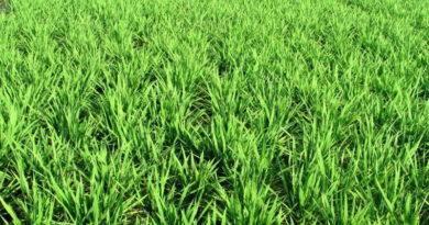 Paddy Procurement shows increase of 26.48% against the last year