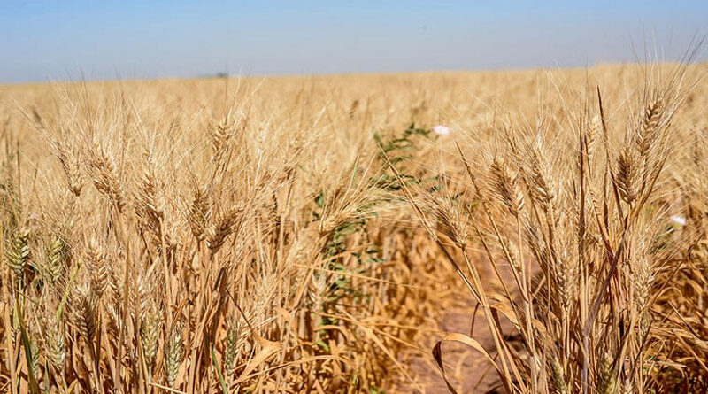 FFAR grant develops climate-resilient wheat