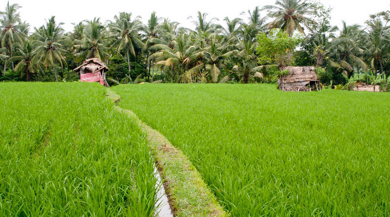 70.35 Lakh Paddy Farmers have benefitted from KMS Procurement Operations